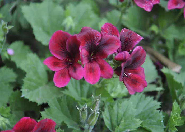 Casablanca Aparthotel