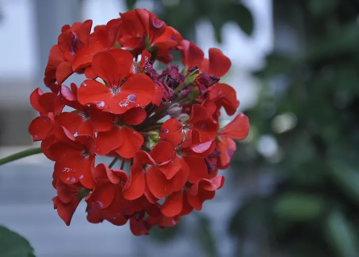 아파트호텔 Casablanca